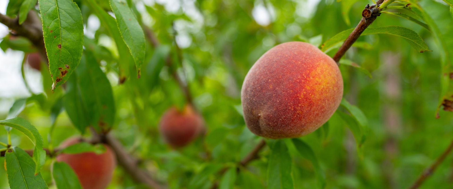 Get Your Hands On the Best Tasting Summer Peaches With These Farm Fresh Produce Tips