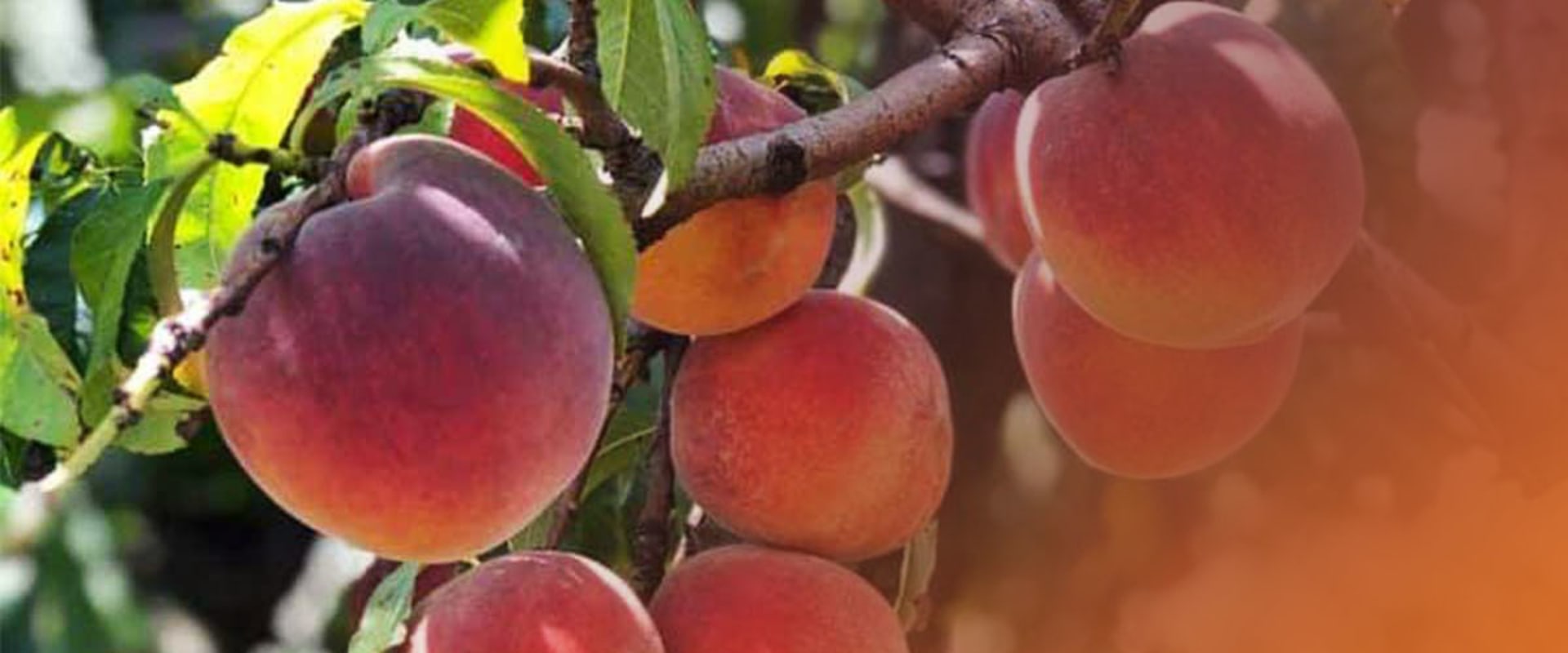 Why You Should Visit A Peach Orchard Near Me For The Freshest Produce