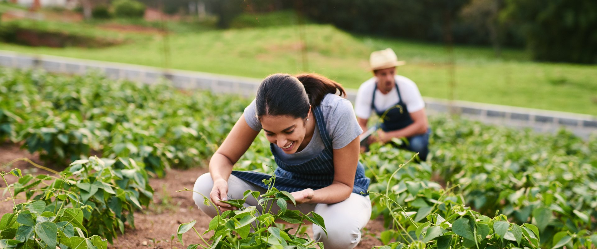 The Profitability of Small Farms: An Expert's Perspective