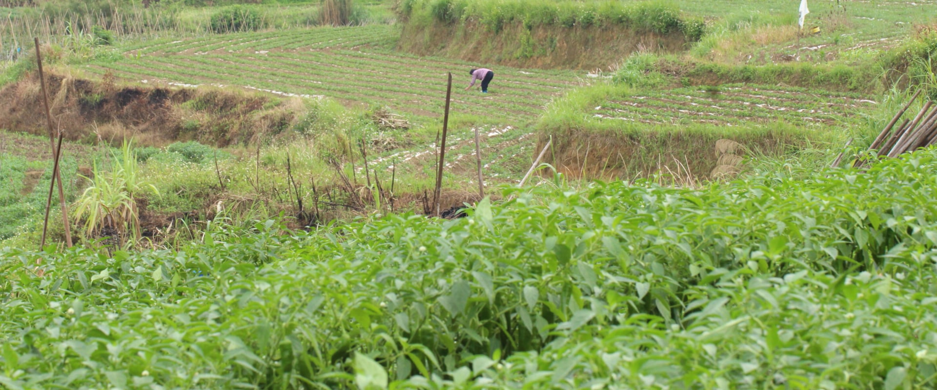 The Fascinating World of Farms: A Comprehensive Guide to Their Diverse Productions