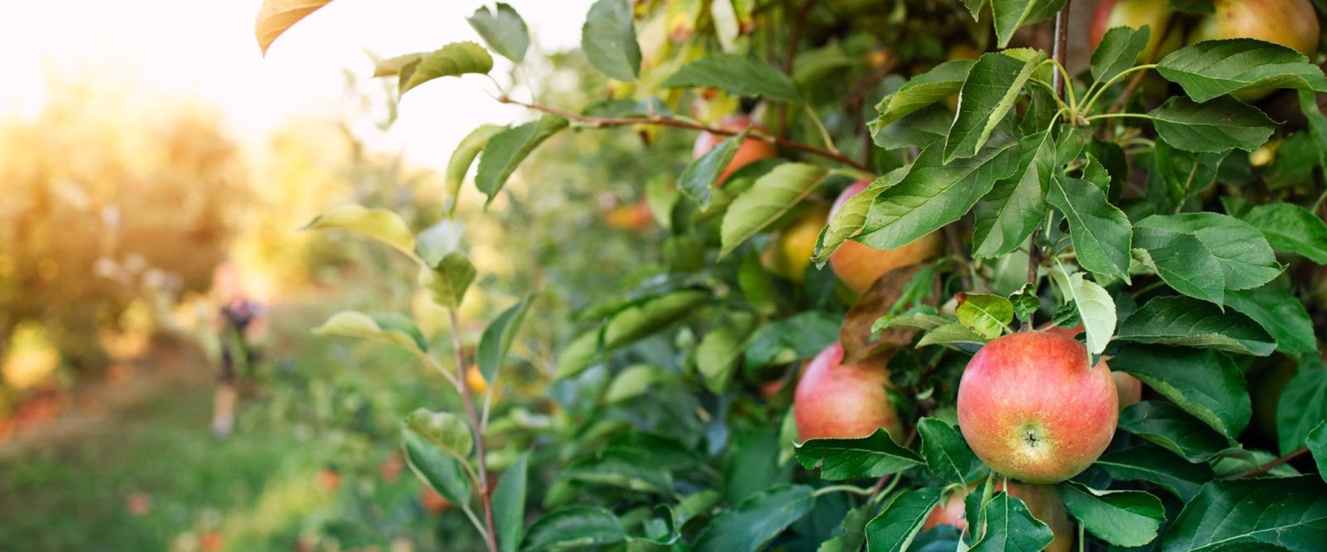 What Is an Orchard? Unveiling the Secret to Delicious Farm-Fresh Produce