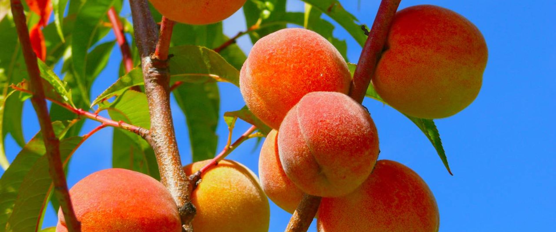 Planning a Farm Visit? When Is Peach Season in California and How to Find the Best Orchards