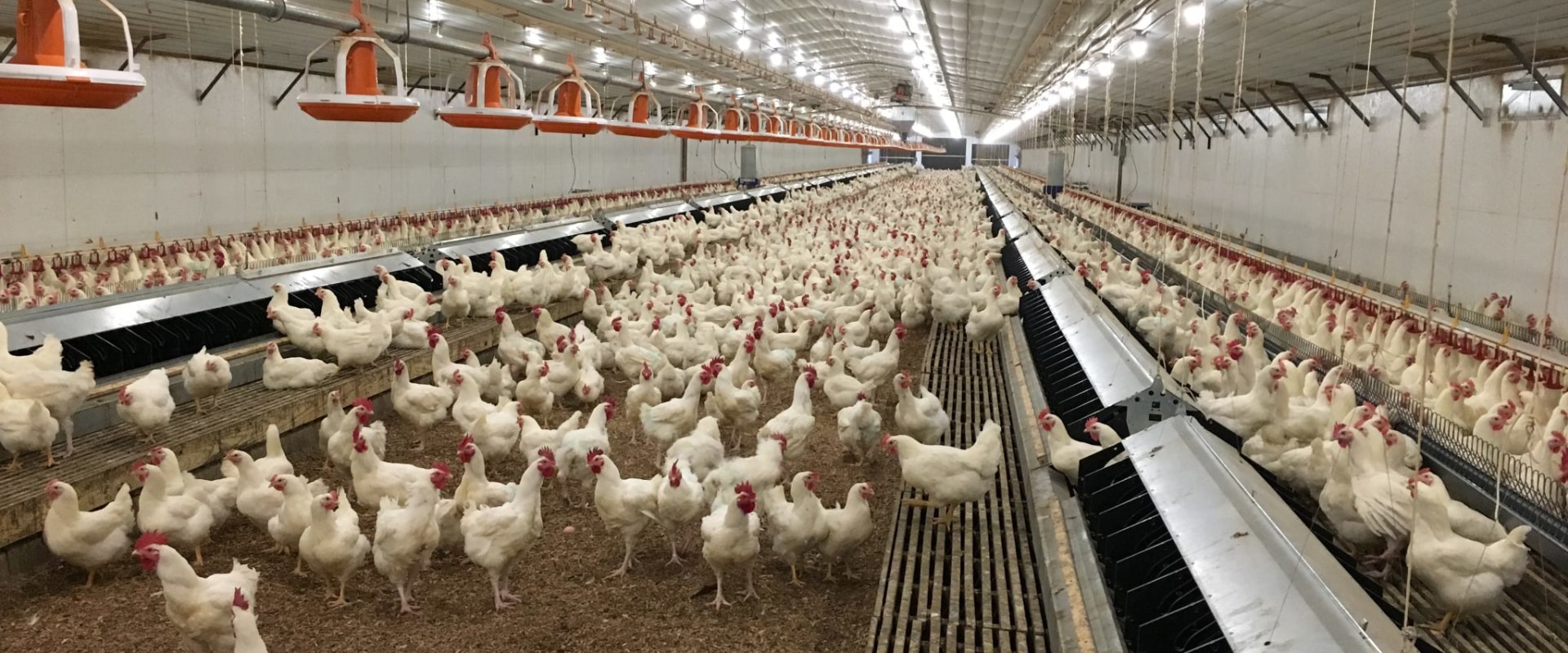 The Legal Requirements for Owning a Farm and Raising Chickens