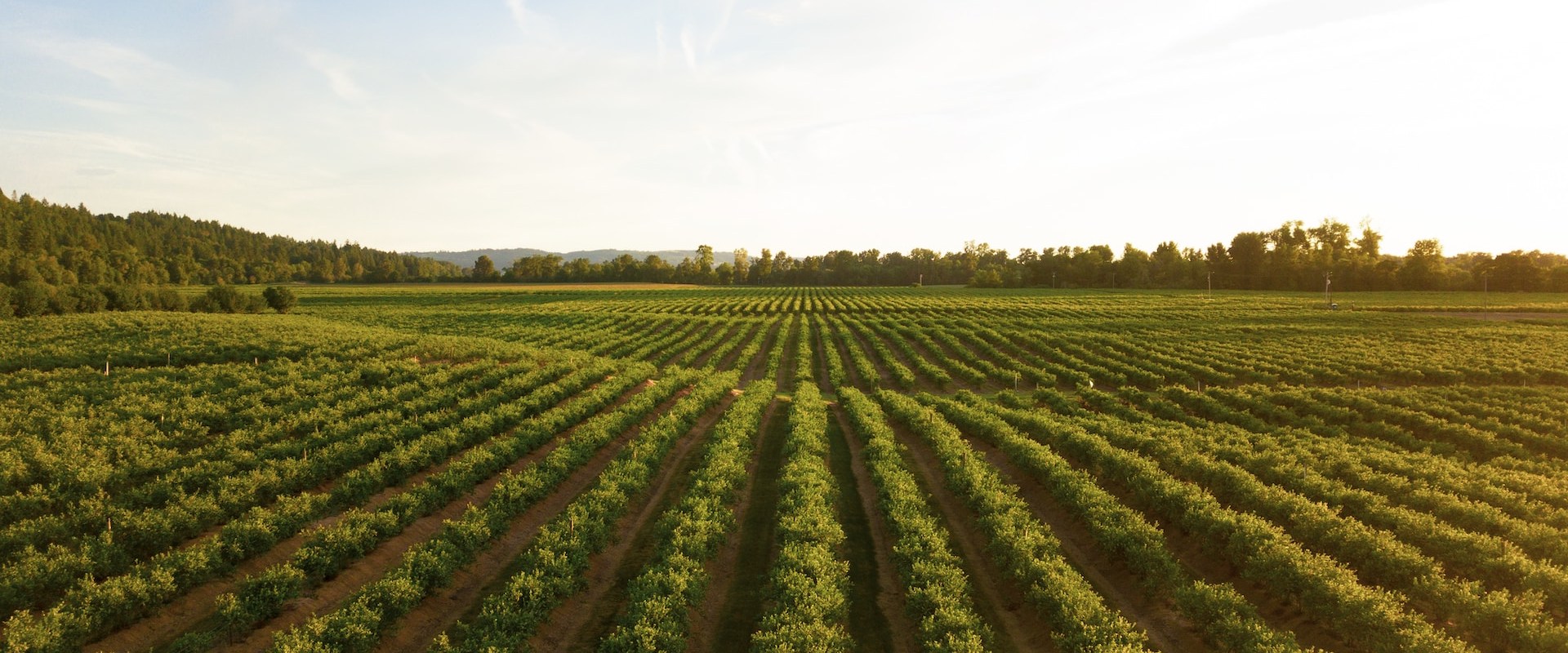 The Complex World of Farming: Understanding the Different Types of Farms