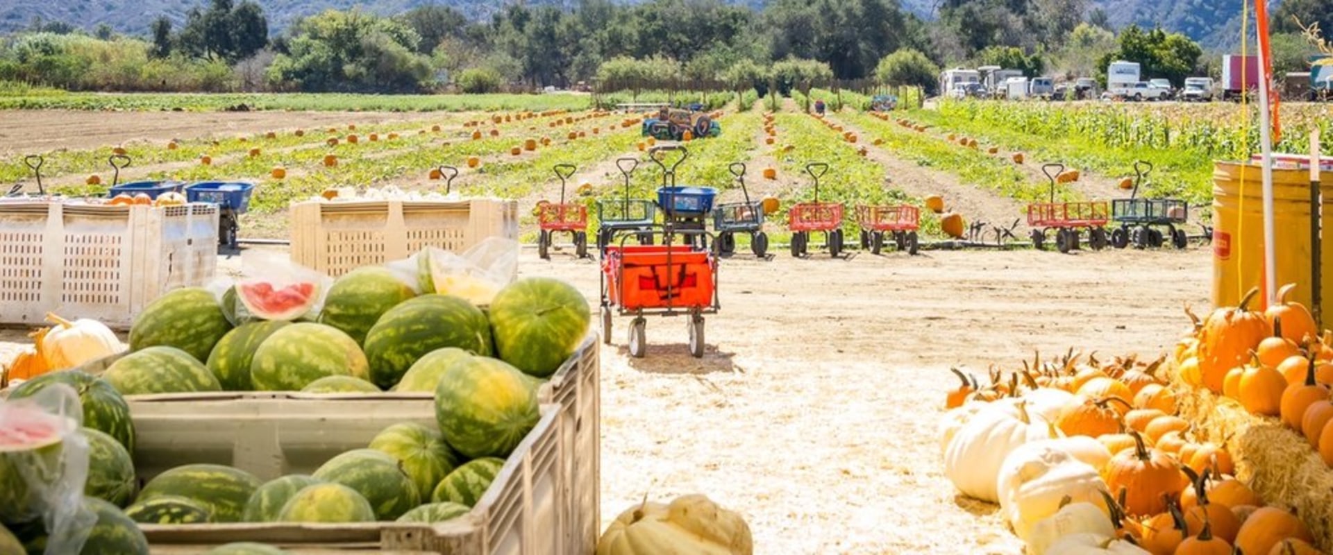 Uncover The Best Farm-To-Table Experiences In Acton Near Los Angeles for Farm Fresh Produce