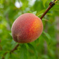 Get Your Hands On the Best Tasting Summer Peaches With These Farm Fresh Produce Tips