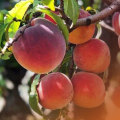 Why You Should Visit A Peach Orchard Near Me For The Freshest Produce