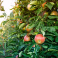 What Is an Orchard? Unveiling the Secret to Delicious Farm-Fresh Produce