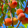 Planning a Farm Visit? When Is Peach Season in California and How to Find the Best Orchards