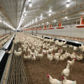 The Legal Requirements for Owning a Farm and Raising Chickens