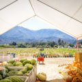 Uncover The Best Farm-To-Table Experiences In Acton Near Los Angeles for Farm Fresh Produce