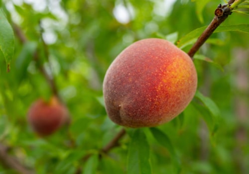 Get Your Hands On the Best Tasting Summer Peaches With These Farm Fresh Produce Tips