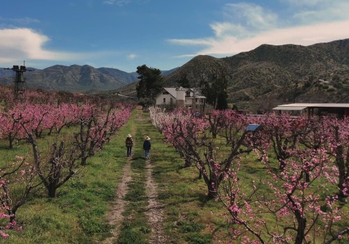 The Benefits Of Farm Fresh Produce From Positive Impact Farming Practices By Dr. Bill Releford