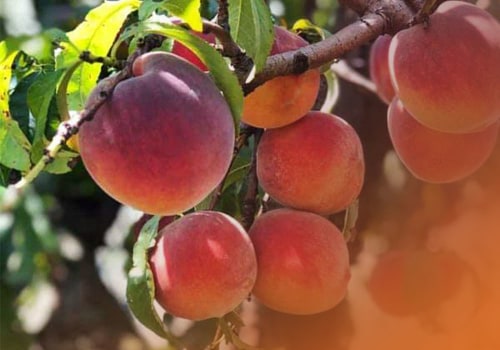 Why You Should Visit A Peach Orchard Near Me For The Freshest Produce