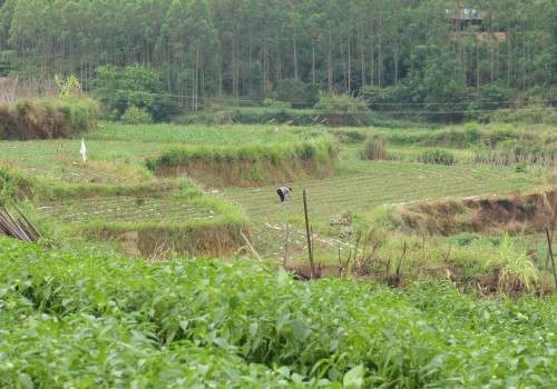 The Fascinating World of Farms: A Comprehensive Guide to Their Diverse Productions