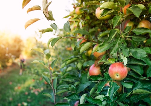 What Is an Orchard? Unveiling the Secret to Delicious Farm-Fresh Produce