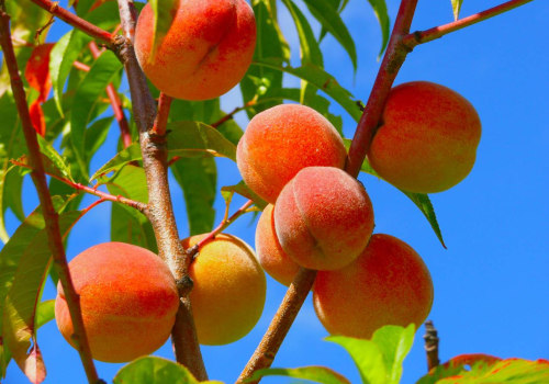 Planning a Farm Visit? When Is Peach Season in California and How to Find the Best Orchards