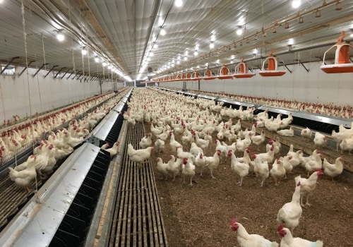 The Legal Requirements for Owning a Farm and Raising Chickens